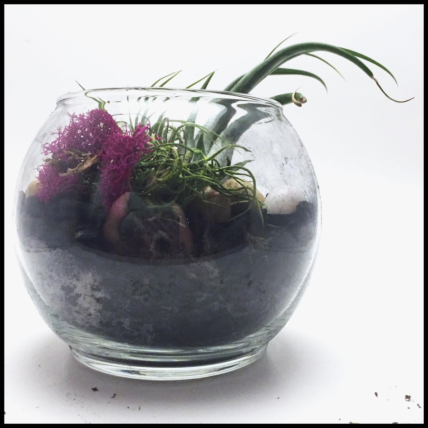 Air plant terrarium Kit with Biochar for air purification – Abscent Wonder