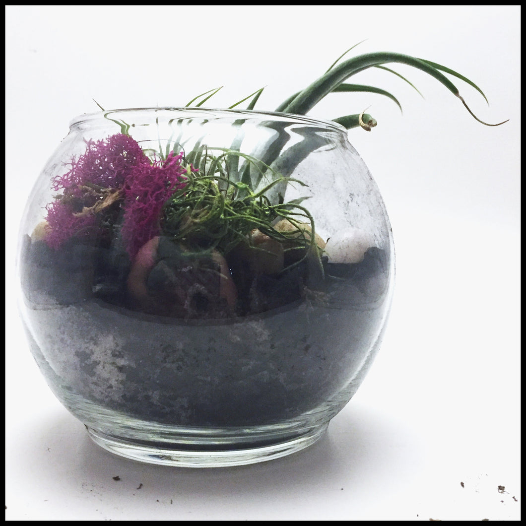 air plant terrarium supplies Air plant terrarium Kit with Biochar for air purification – Abscent Wonder