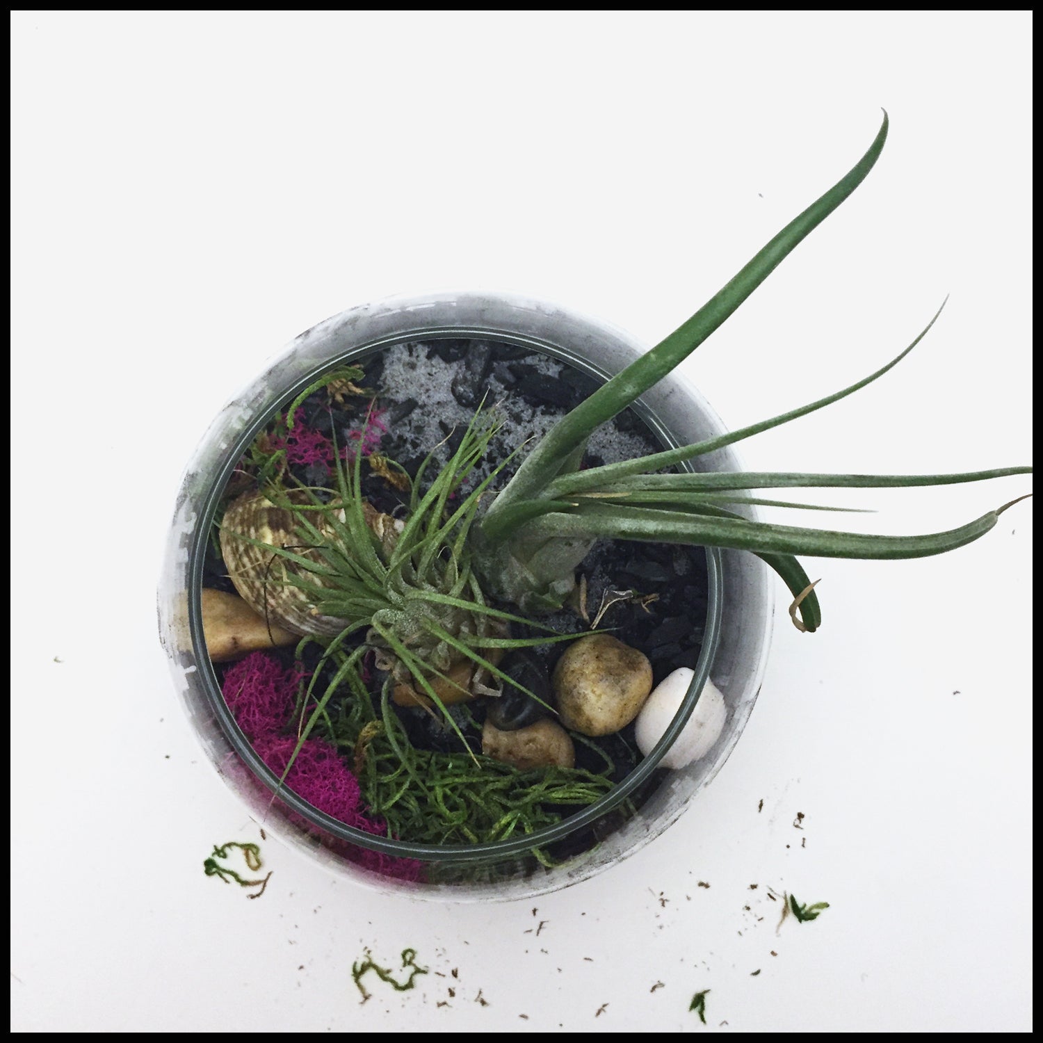 air plant terrarium kit Air plant terrarium Kit with Biochar for air purification – Abscent Wonder