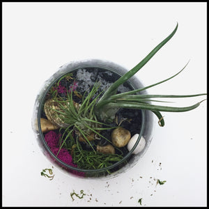 Air plant terrarium Kit with Biochar for air purification