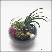 Load image into Gallery viewer, Air plant terrarium Kit with Biochar for air purification