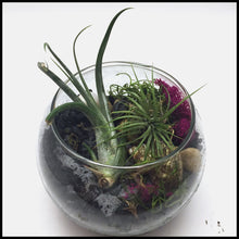 Load image into Gallery viewer, Air plant terrarium Kit with Biochar for air purification