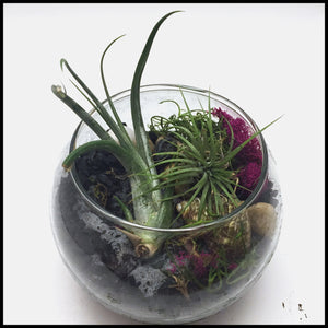 Air plant terrarium Kit with Biochar for air purification