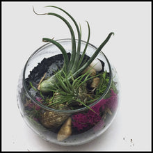 Load image into Gallery viewer, Air plant terrarium Kit with Biochar for air purification