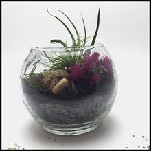 Load image into Gallery viewer, Air plant terrarium Kit with Biochar for air purification