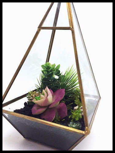 Succulent Terrarium Biochar Air Purifier